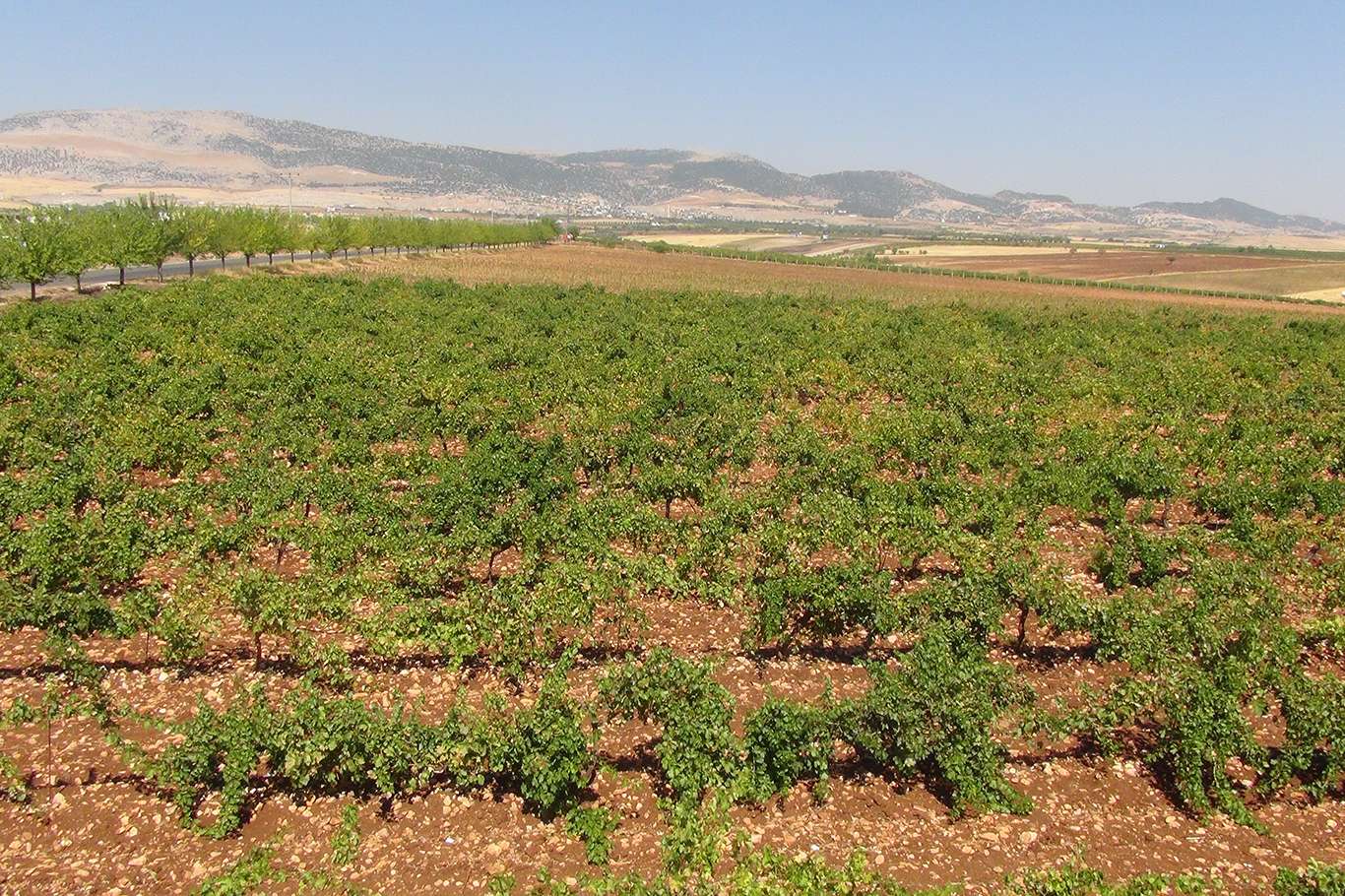 Üzümün pekmez ve pestil olma yolculuğu başladı
